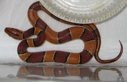 Mláďata hadů NZ:2014: